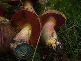 Boletus erythropus image