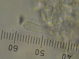 Lepiota magnispora image