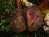 Boletus erythropus image
