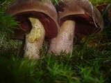 Boletus erythropus image