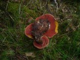 Boletus erythropus image