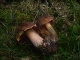 Boletus erythropus image