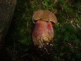 Boletus erythropus image