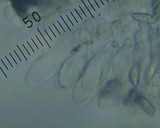 Lepiota magnispora image