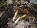 Inocybe cookei image