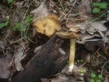Inocybe cookei image