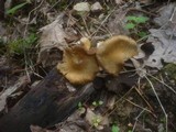 Inocybe cookei image