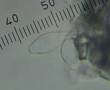 Lepiota magnispora image