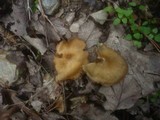 Inocybe cookei image