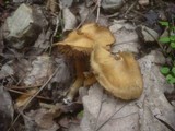 Inocybe cookei image