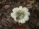 Russula virescens image
