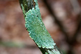 Canoparmelia caroliniana image