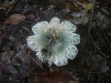 Russula virescens image