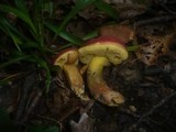 Boletus rubellus image