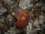 Boletus rubellus image