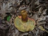 Boletus rubellus image