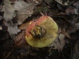 Boletus rubellus image