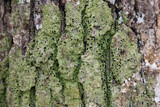 Bacidia schweinitzii image