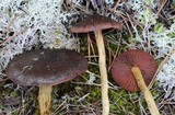 Cortinarius smithii image