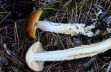 Cortinarius mucosus image