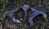 Sarcodon fuscoindicus image