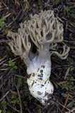 Ramaria violaceibrunnea image