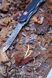 Chrysomphalina aurantiaca image
