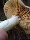 Lactarius pallidiolivaceus image