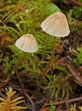 Mycena capillaripes image