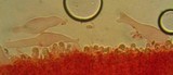 Mycena capillaripes image
