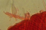 Mycena capillaripes image