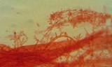 Mycena capillaripes image