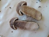 Leccinum versipelle image