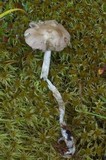Amanita hyperborea image