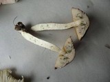 Leccinum subgranulosum image