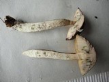 Leccinum subgranulosum image