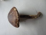 Leccinum subgranulosum image