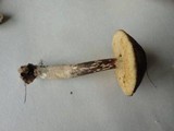 Leccinum subgranulosum image