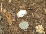 Crepidotus alabamensis image