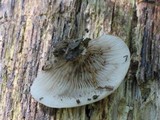 Crepidotus alabamensis image