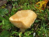Lactarius psammicola image