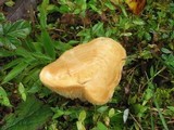 Lactarius psammicola image