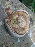 Fomes fasciatus image