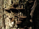 Phellinus gilvus image