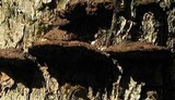 Phellinus gilvus image