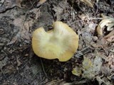 Entoloma flavifolium image