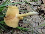 Entoloma flavifolium image