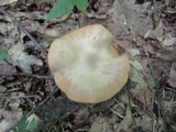 Entoloma flavifolium image