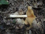 Entoloma flavifolium image