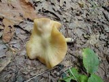 Entoloma flavifolium image